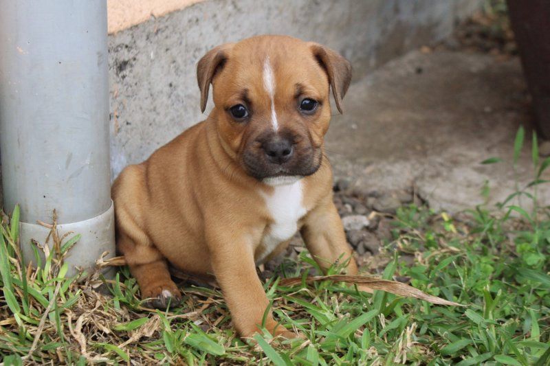 Of Bully Roots - Chiot disponible  - Staffordshire Bull Terrier