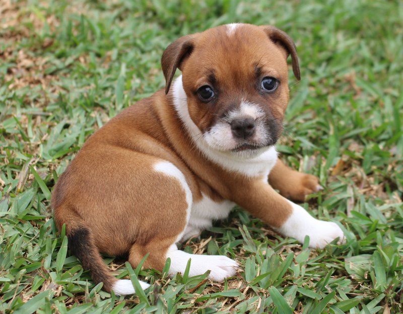 Of Bully Roots - Chiot disponible  - Staffordshire Bull Terrier