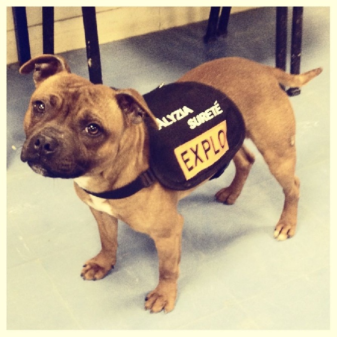 Une première!!!! Un staffie en détéction d'explos à paris!!!